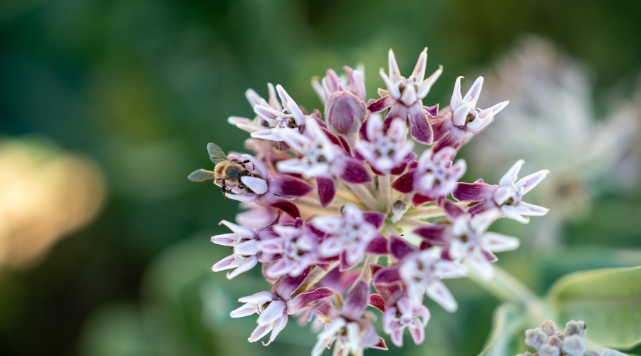 How to Turn Your Garden into a Pollinator Oasis
