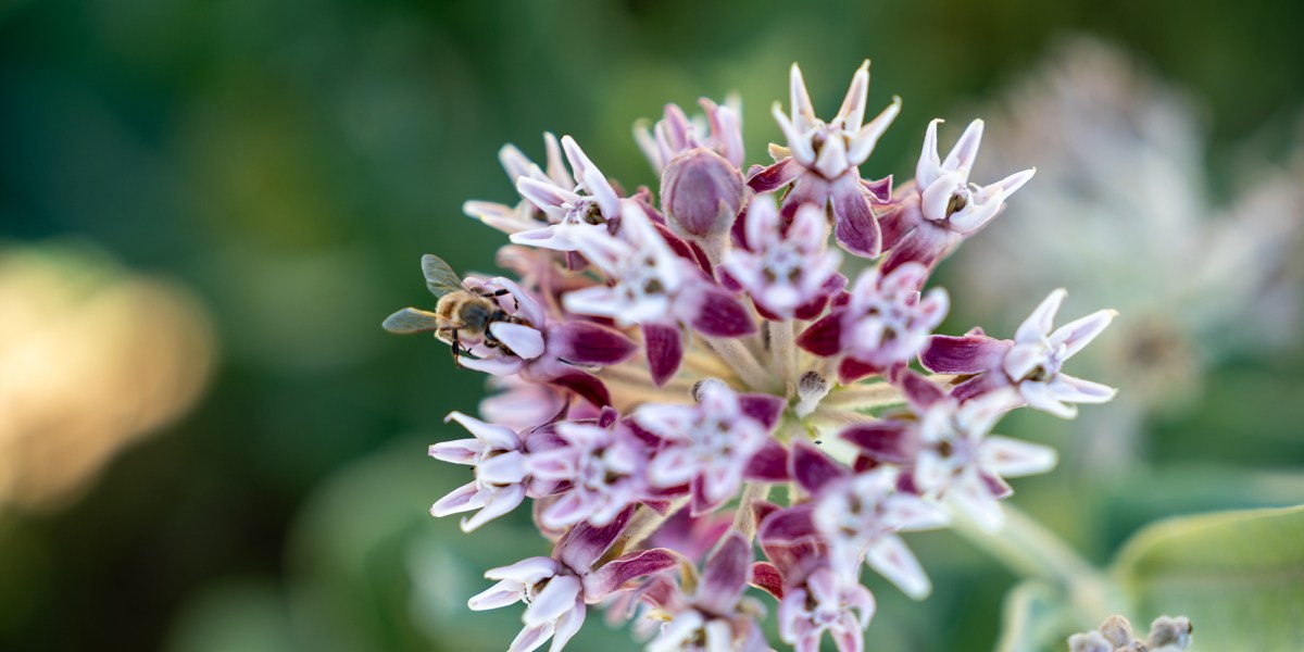 How to Turn Your Garden into a Pollinator Oasis