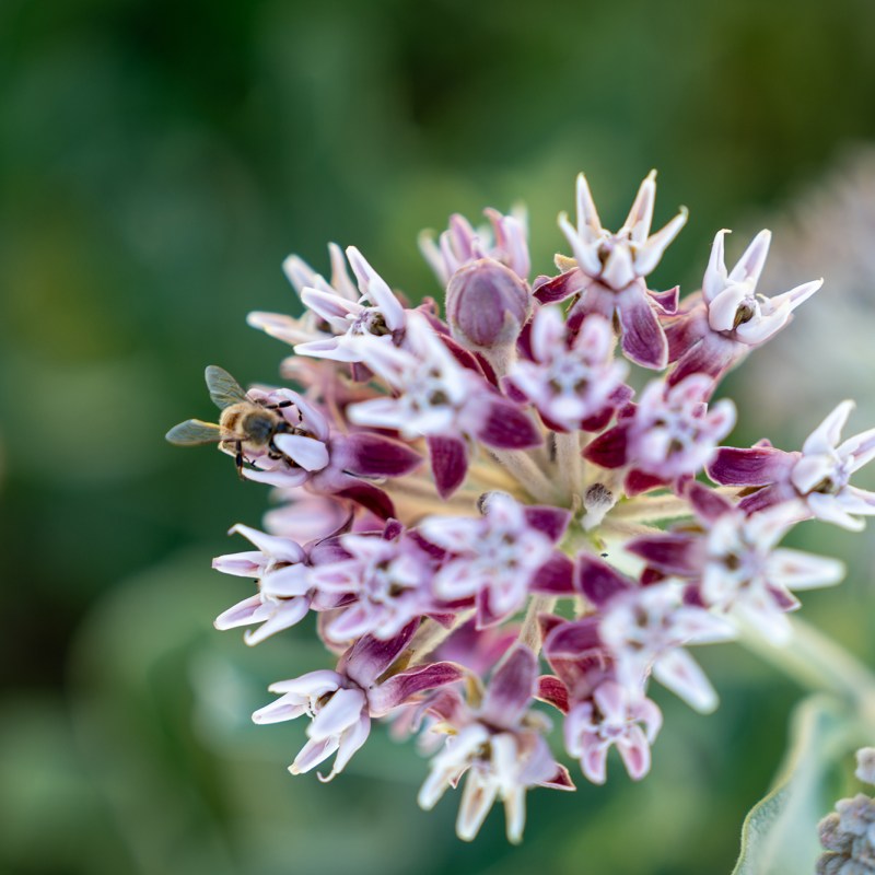 How to Turn Your Garden into a Pollinator Oasis