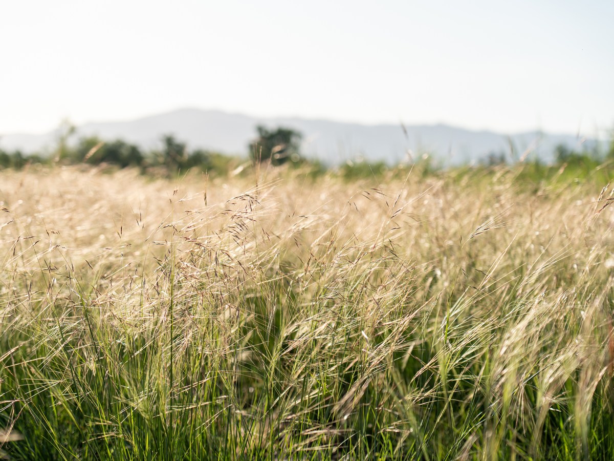 Purple Needlegrass