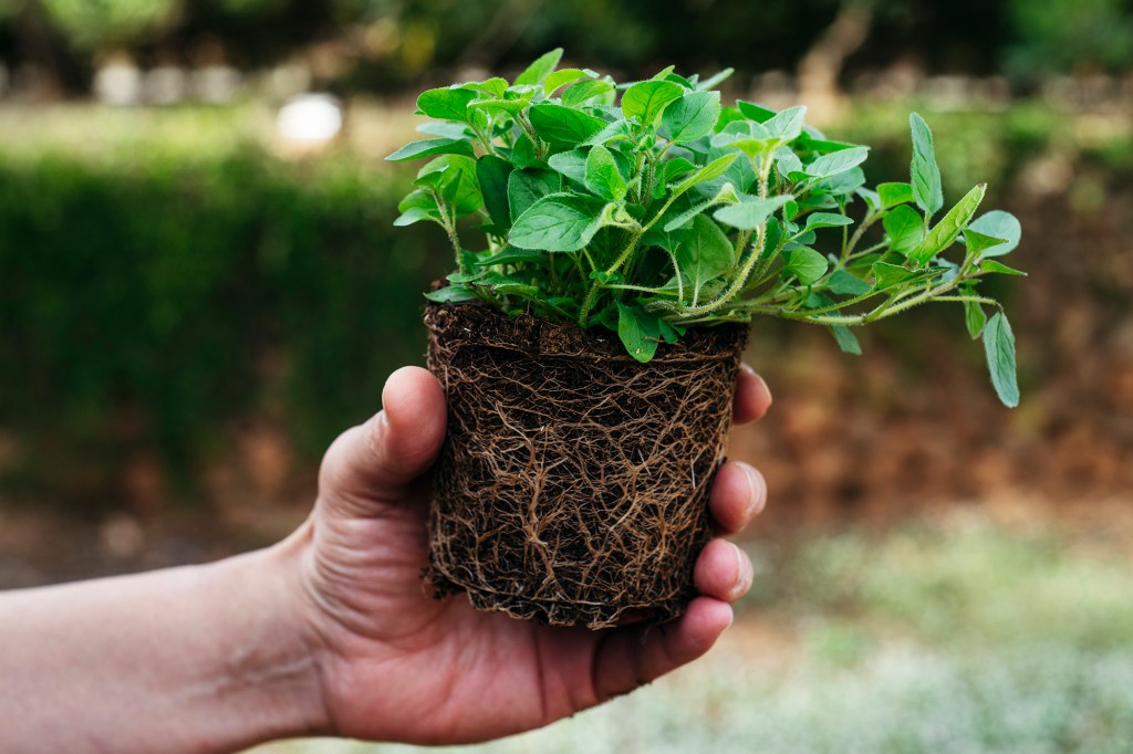 Oregano Plant