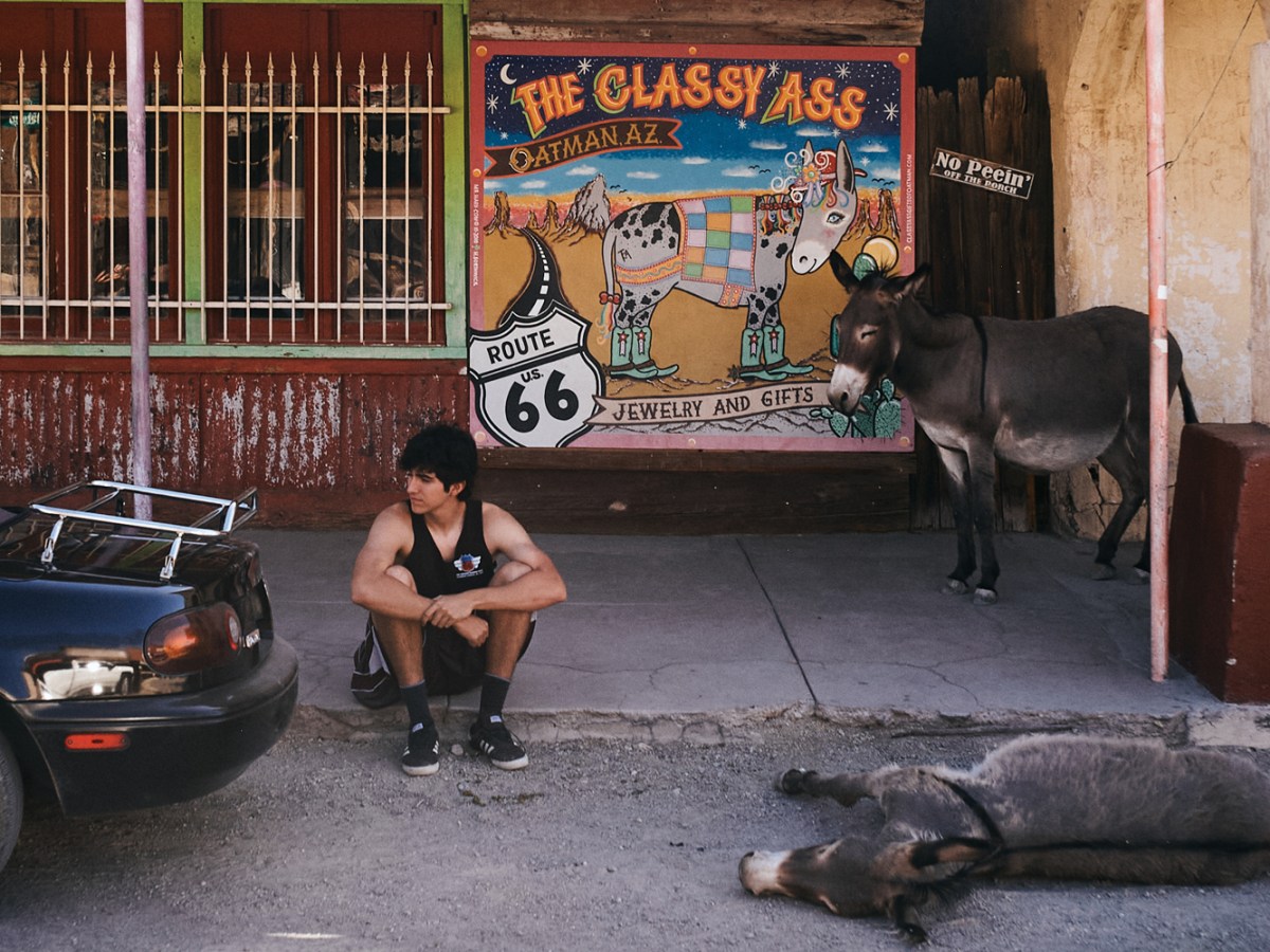 Wild Donkeys in Oatman Arizona