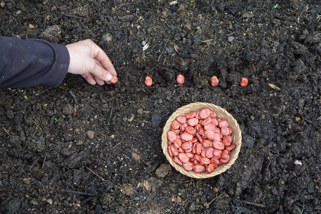 Broad Bean Seeds Sowing Vegetable Garden