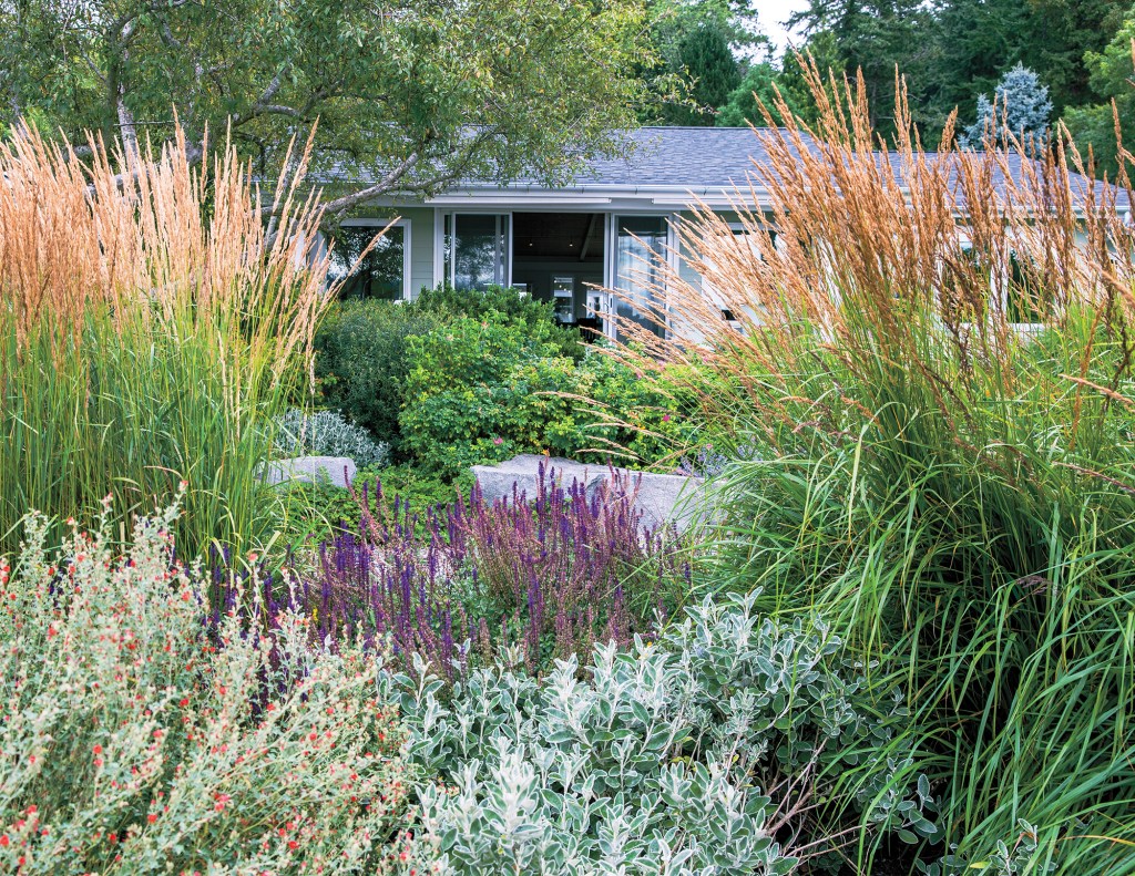 Bainbridge Garden Grasses