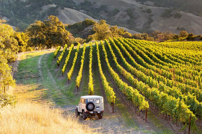 Sonoma County Vineyard