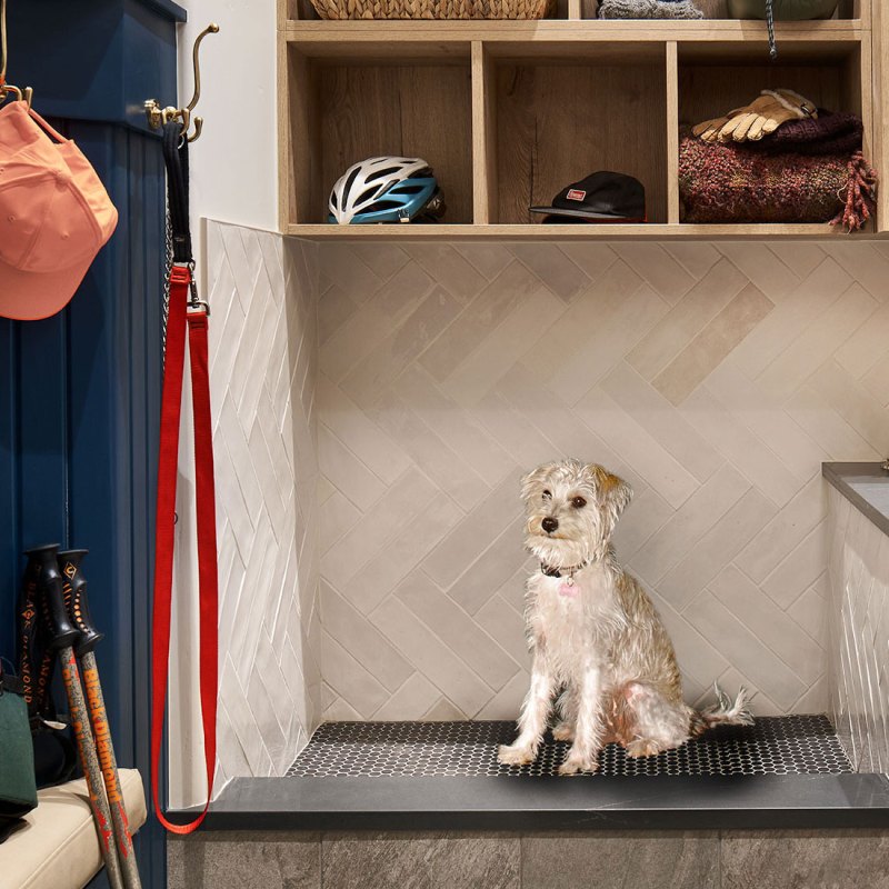 Designers Share Their Secrets to a Purr-Fect, Pet-Friendly Home
