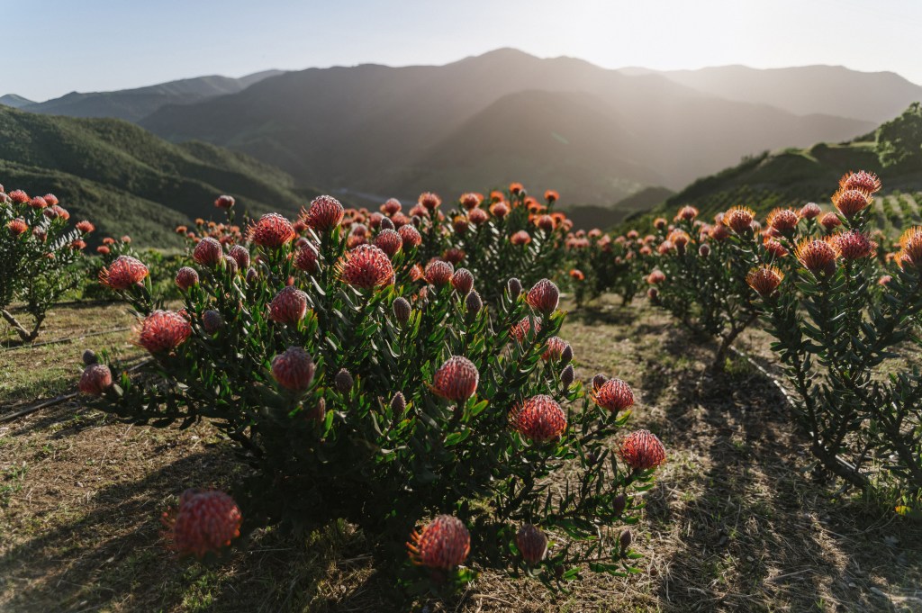 Pink Protea Flowers