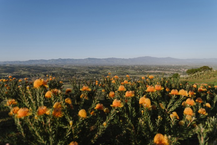 Protea Flowers on a Hill