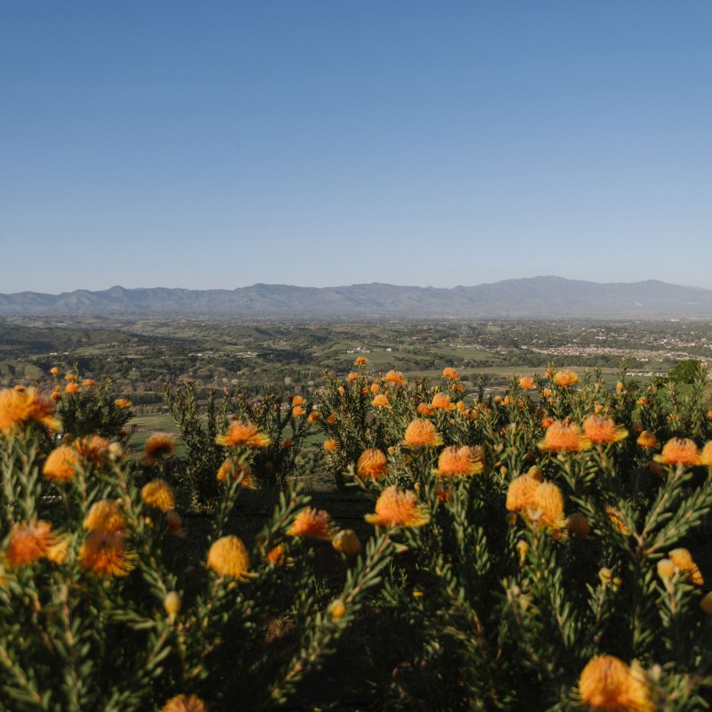 The Other Side of Solvang: The Garden Lover’s Guide to California’s Danish Village