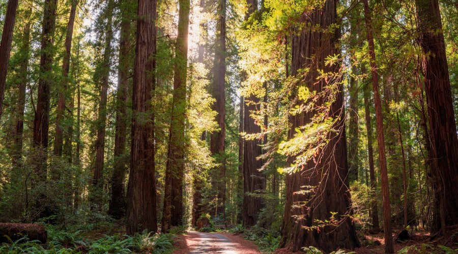 Hidden Amongst the Redwoods, This Quietly Cool Mountain Town Is the Fall Escape You Need