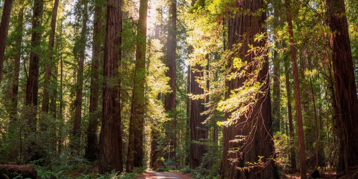 Hidden Amongst the Redwoods, This Quietly Cool Mountain Town Is the Fall Escape You Need