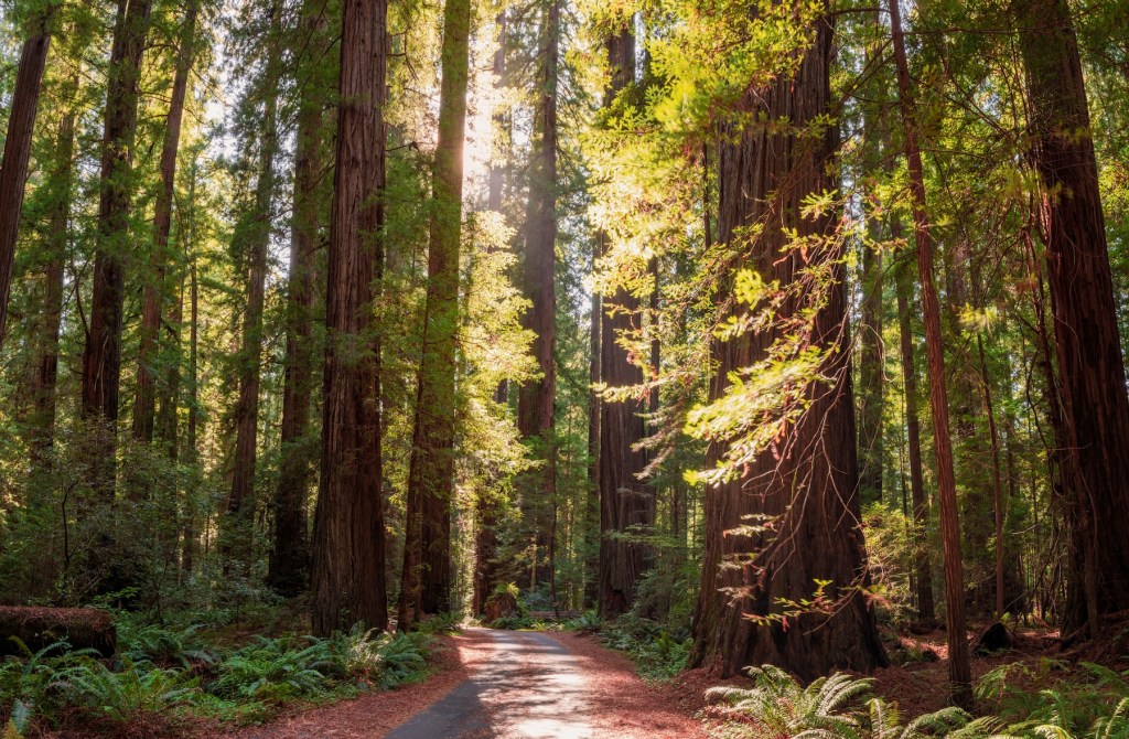 Hidden Amongst the Redwoods, This Quietly Cool Mountain Town Is the Fall Escape You Need