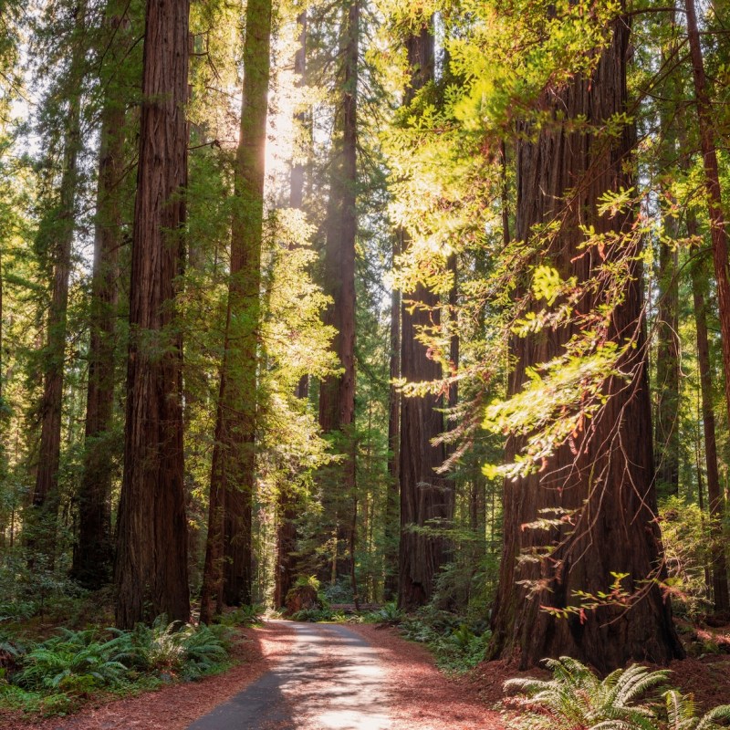Hidden Amongst the Redwoods, This Quietly Cool Mountain Town Is the Fall Escape You Need