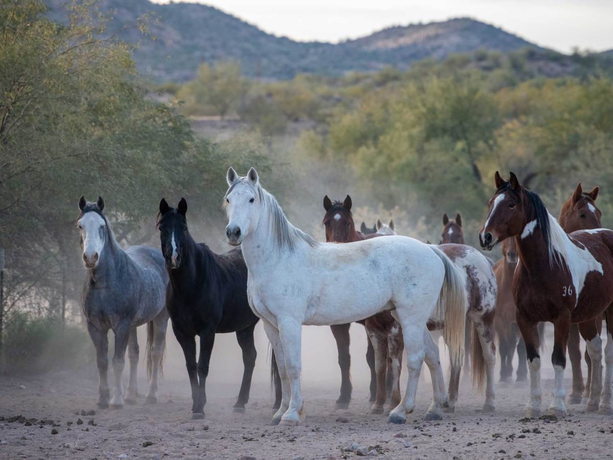 Rancho de los Caballeros Horses