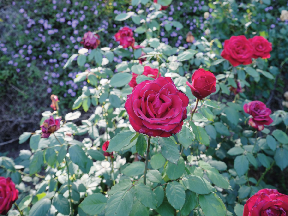 Cutting Rose Garden