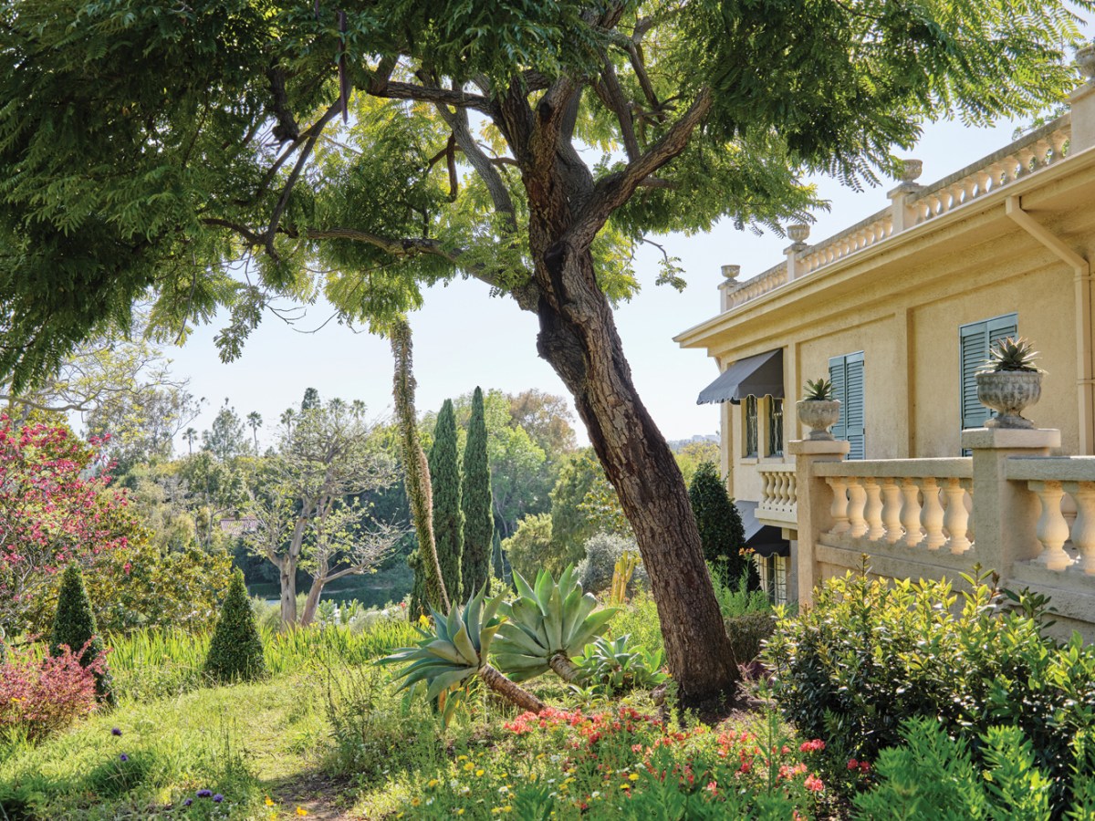 Jacaranda Tree and Residence