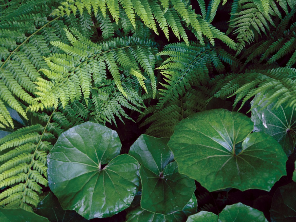 Ladyfern in Palm Forest