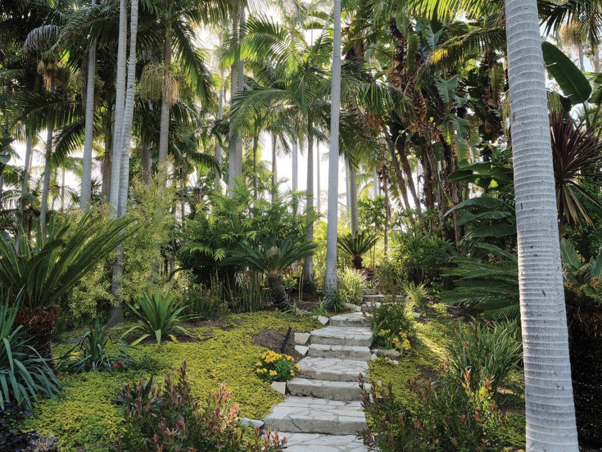 Palm Forest Path