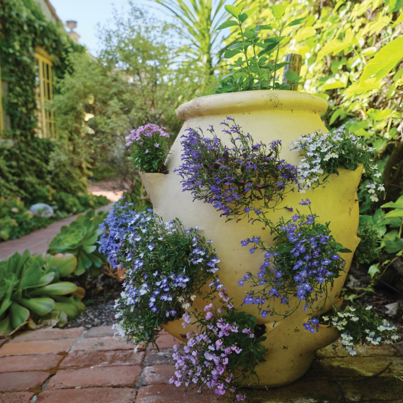 Potted Mint on the Kitchen Terrace