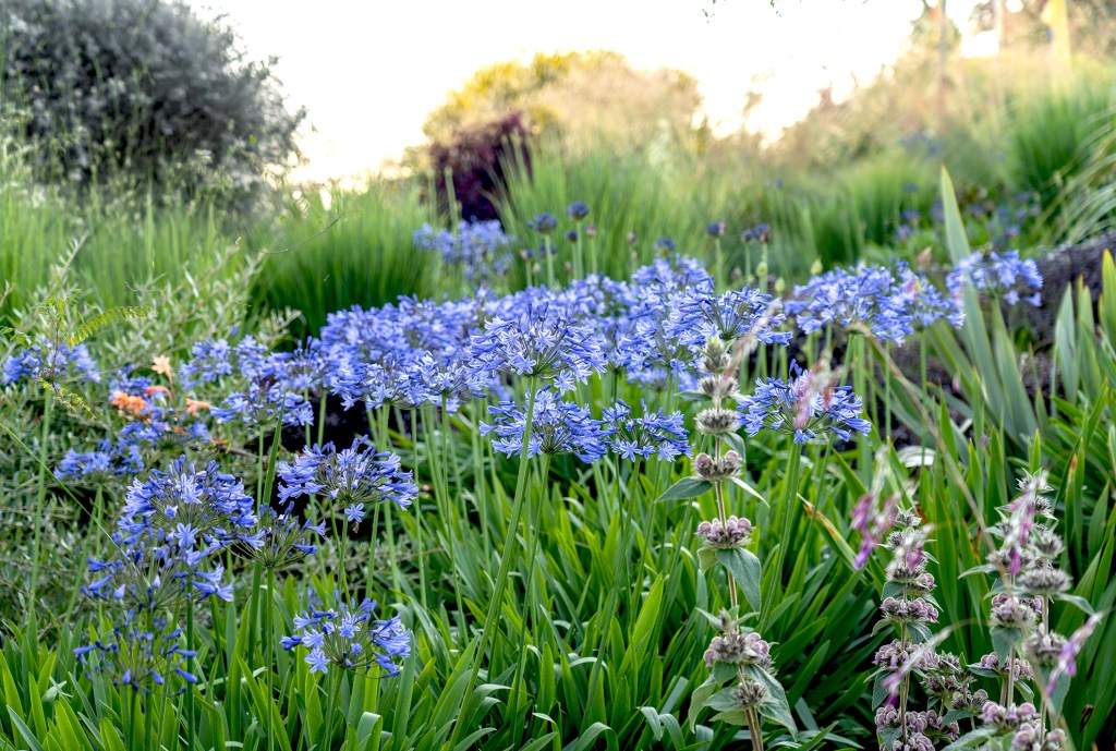 Windcliff Agapanthus