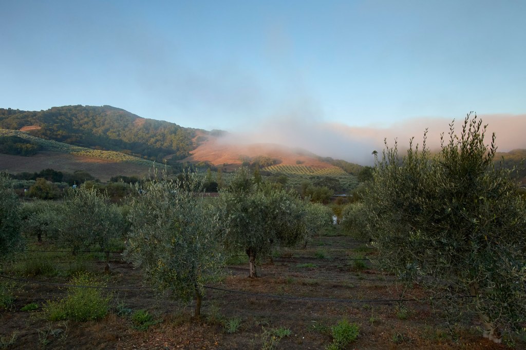 McEvoy Ranch
