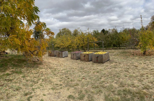 Apple varieties in wooden crates.
