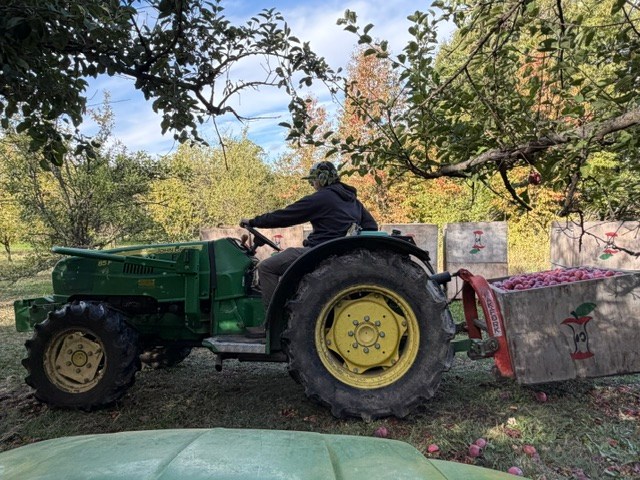 Steven Bishop on tractor moving apple crate.