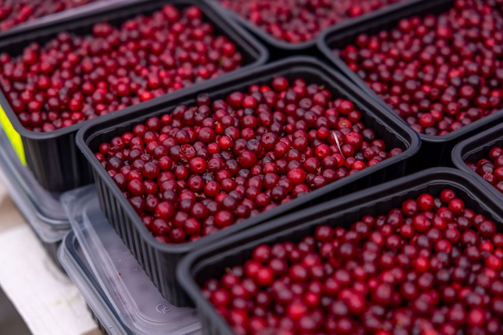 Cranberries on crates