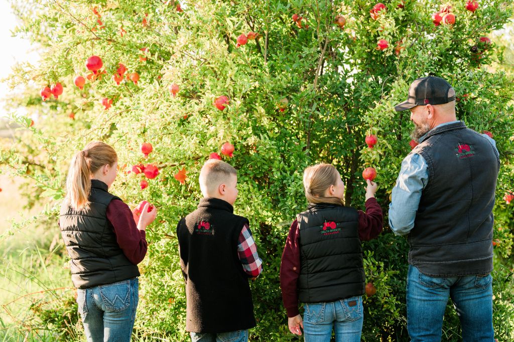 A man and three children picking pomegranates from trees.