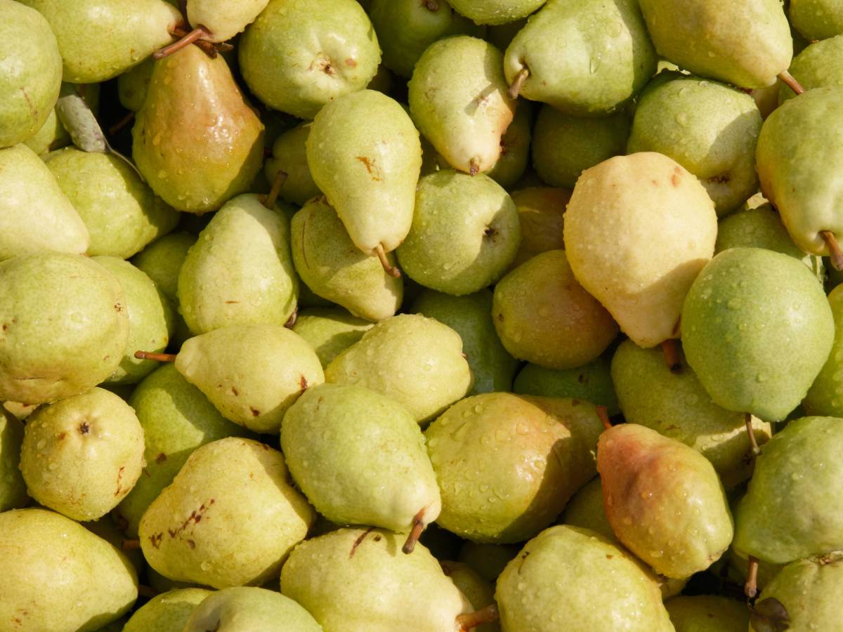 Pears at Gatzke's Market