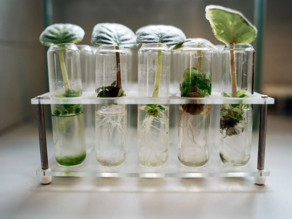 Krokos Bio Plant Research