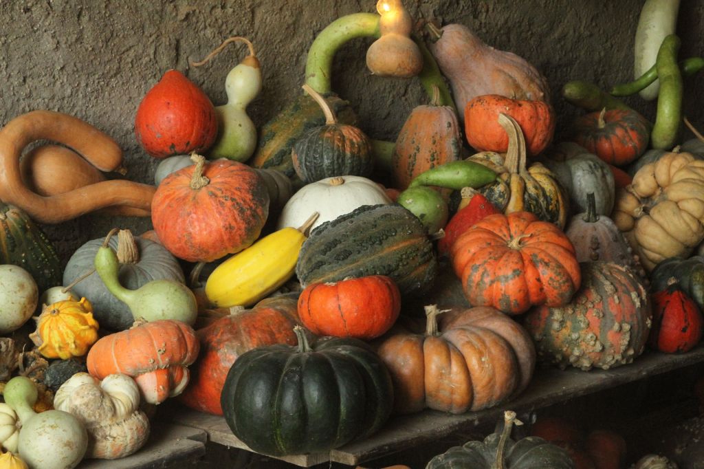 Variety of winter squashes.