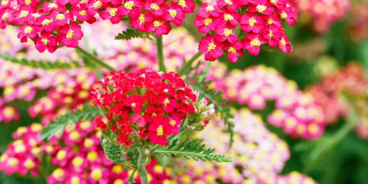 Opt for More Natives, Fewer Invasives