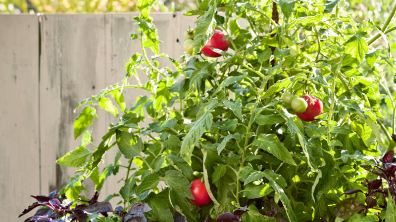 Tomato Growing Tips - Sunset Magazine