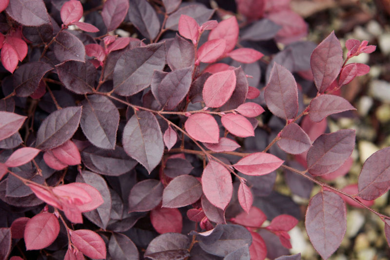 Beautiful Shade-Loving Plants - Sunset Magazine