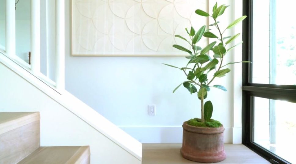 How to Pot Your Houseplant Like a Pro