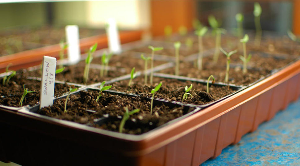 Seedling Care: Transplanting, Thinning, and Preventing Disease