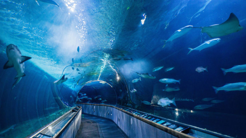 Top Aquariums to Visit - Sunset Magazine