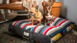 Acorn + Oakleaf Dog Bed