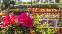 Disneyland garden hibiscus