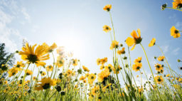 Wildflower Bloom Destinations to Visit (Responsibly) - Sunset Magazine