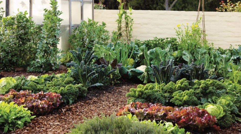 How to Grow the Right Edible Garden for Every Space