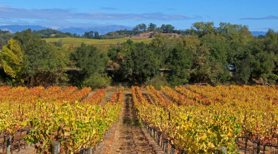 Sonoma County Rises from the Ashes