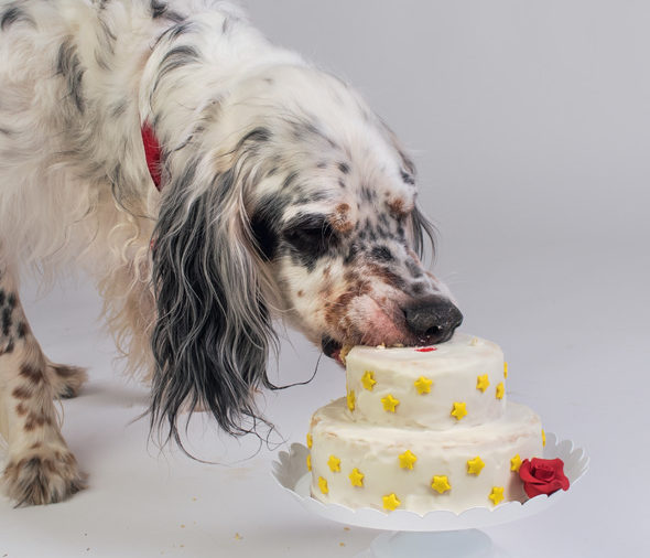 Get a Canine-Friendly Cake