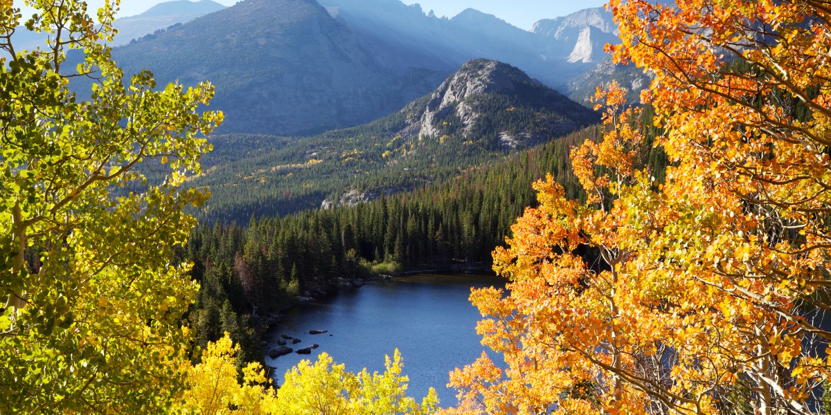 Quaking Leaves in Rocky Mountain National Park, CO