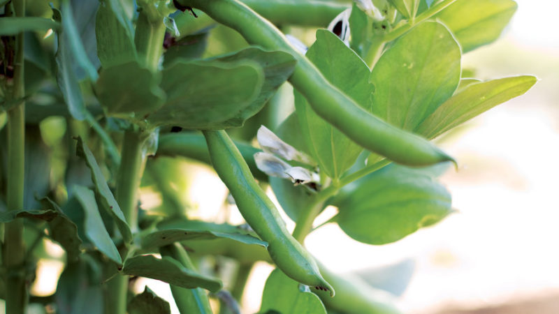 10 Easy Vegetables To Grow Sunset Magazine