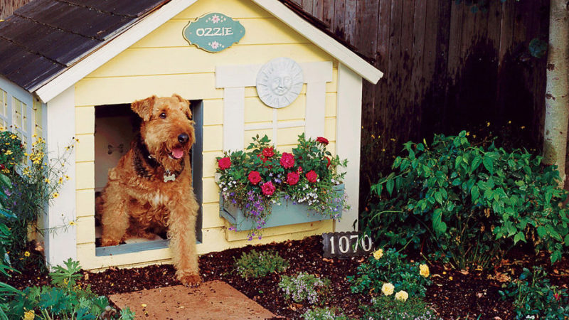 Backyard Ideas for Dogs - Sunset Magazine