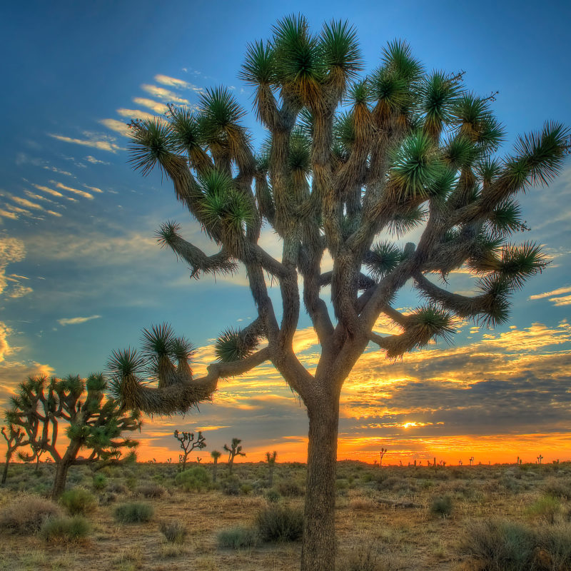 best place to visit joshua tree