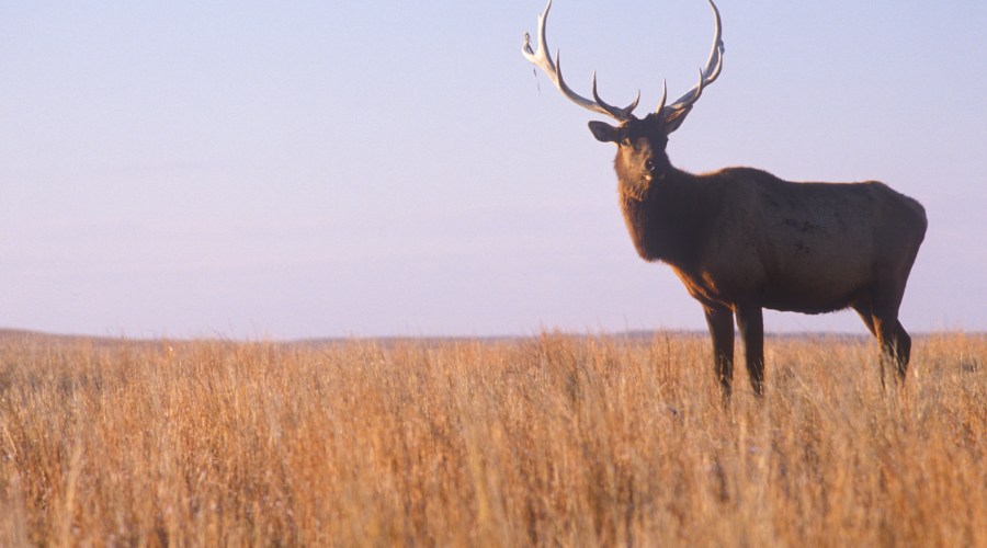bugling-elk-at-grand-teton-national-park-wy
