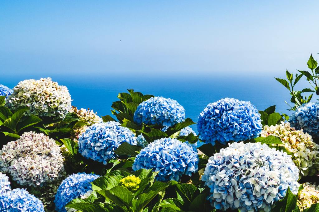 How & When to Care for Hydrangea Plants
